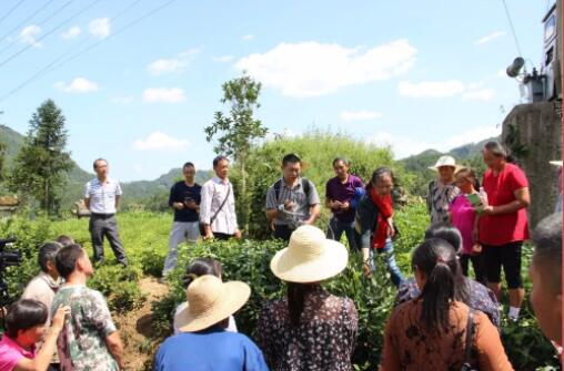 授绿茶种植要点.jpg
